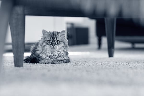 Liten, fluffig kattunge ligger under en stol.