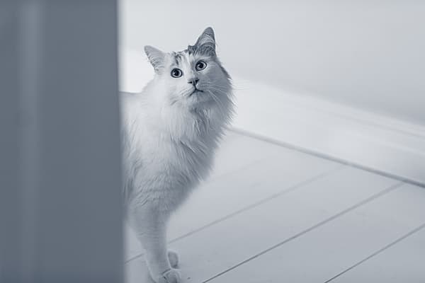 Vit katt står bakom en dörr.