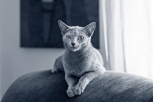 En grå katt sitter på en soffas armstöd. Bilden är i svartvitt.
