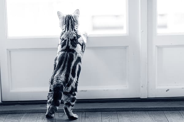 Katt balanserar vid en dörr.