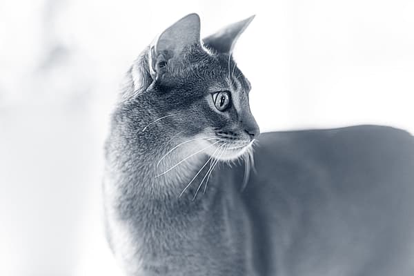 En korthårig katt tittar åt höger.