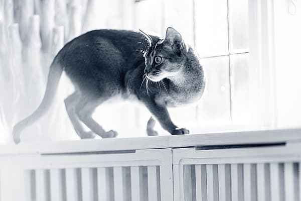 En katt balanserar på en fönsterbräda och kollar bakåt. Bilden är i svartvitt.