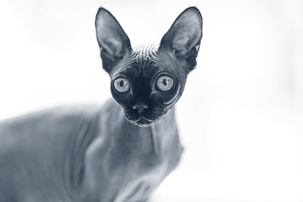 Sphynx kollar framåt.