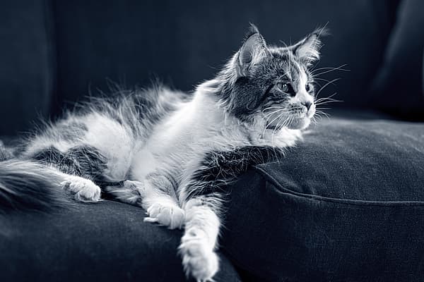 Långhårig, tvåfärgad katt ligger på soffan och kollar åt höger.