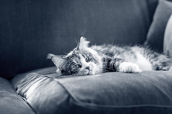 En långhårig katt med stora öron ligger på soffan och vilar. Bilden är i svartvitt.