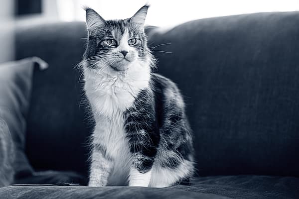 Fläckig katt sitter på en soffa.