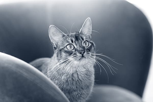 En katt som tittar upp mot kameran.