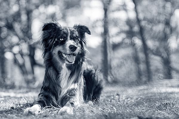 En hund som ligger i gräset.