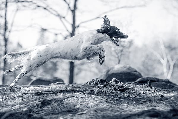 En hund som hoppar i luften.