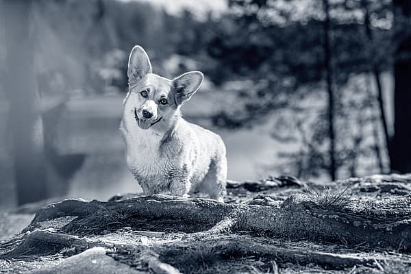En corgi hund står utomhus med huvudet på sned