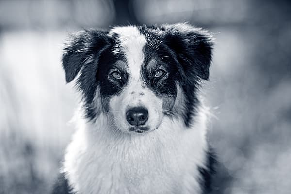En svartvit hund står och kollar mot kameran.