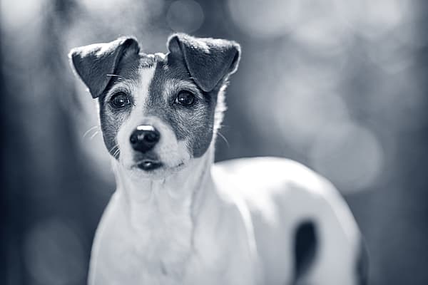 En Jack Russel hund i skogen.