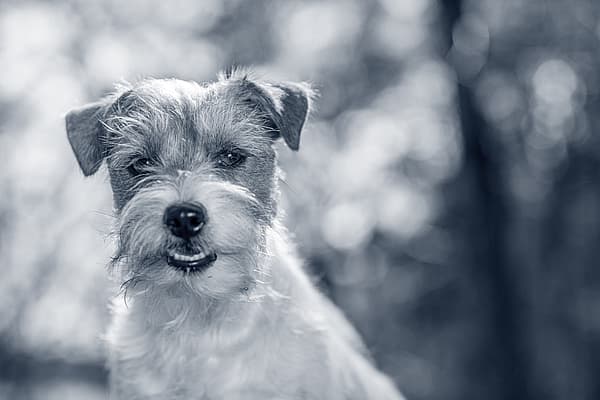 En liten och glad hund kollar mot kameran.