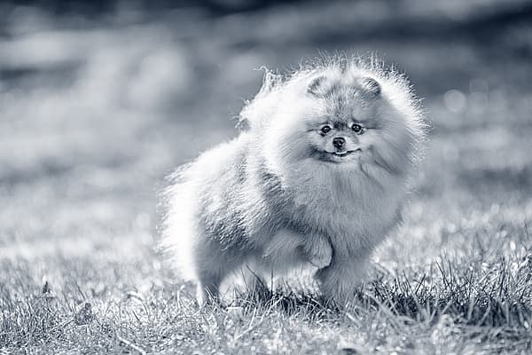 En pomeranian står utomhus på gräsmattan och lyfter sitt ena framben.
