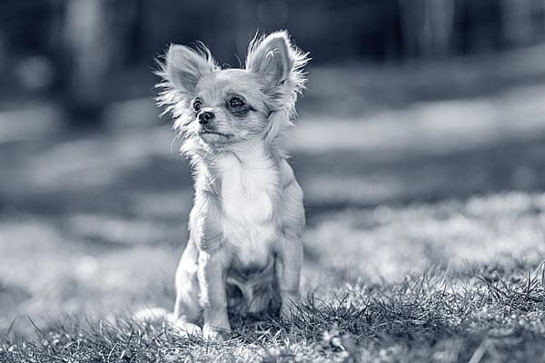 En långhårig chihuahua sitter på en gräsmatta.