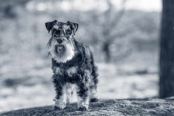 En schnauzer med långt skägg står på en sten ute i naturen.