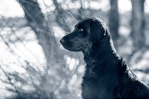 En svart hund står ute i naturen. Bilden är i svartvitt.