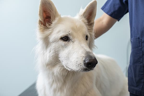 Vit hund är på besök hos veterinären.
