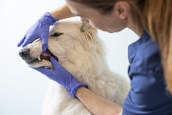 En kvinnlig veterinär med sitt bruna hår i tofs och iklädd blåa vårdkläder undersöker en vit hunds tänder.