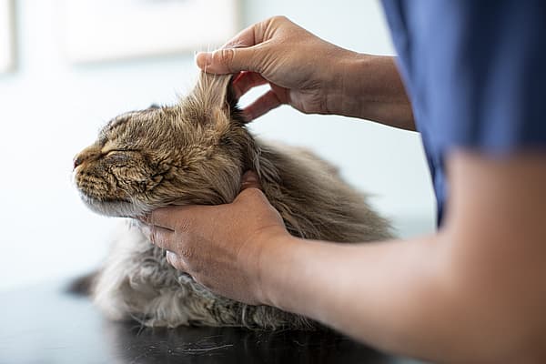 Grå katt ligger på ett undersökningsbord. En veterinär examinerar kattens öron.