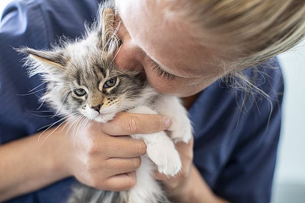 En kvinnlig veterinär pussar på en liten gråhårig kattunge med stora öron och ljusblåa ögon.