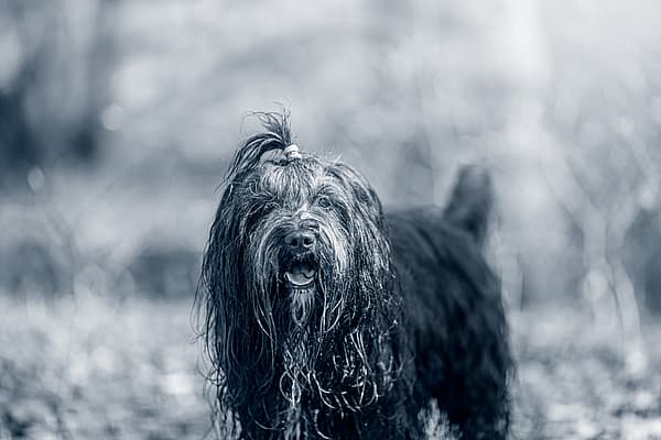 Svart, långhårig blöt hund ute i skogen.