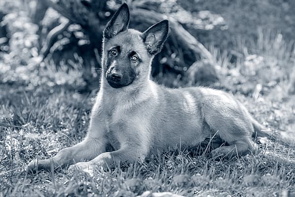 En Malinois valp ligger i gräset.