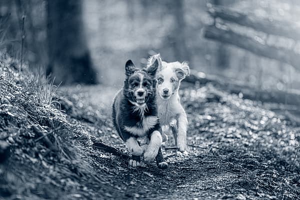 Två hundar springer tillsammans i skogen.