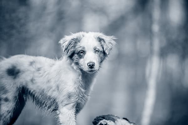 En Australian Shepherd-valp kollar in mot kameran.