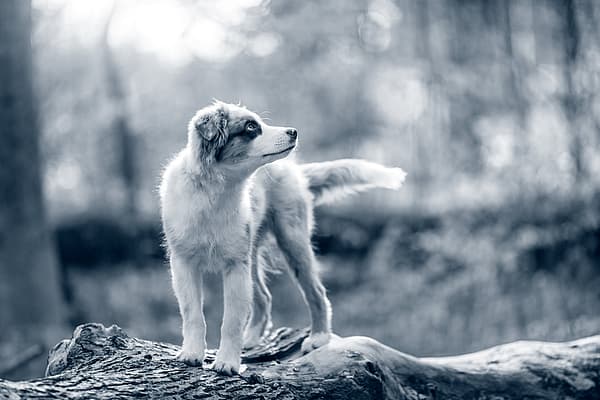 En hund som står på en stock.