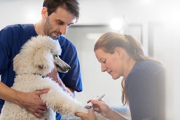 Två veterinärer hjälps åt för att ta blodprov på en vit pudel. En manlig veterinär håller i pudeln medan en kvinnlig veterinär håller i en vit maskin och tar blodprov på hunden.