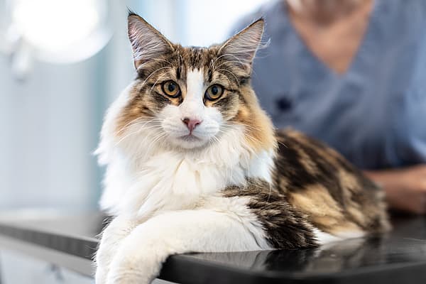 Katt ligger på undersökningsbord hos veterinären.