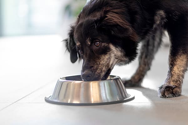 En svartfläckig hund böjer sig ner och äter från en silvrig hundskål.