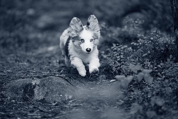 En Corgi-valp springer i skogen.