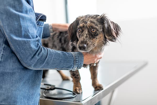 En prickig hund med lurviga öron och ljusbruna ögon står på ett undersökningsbord.