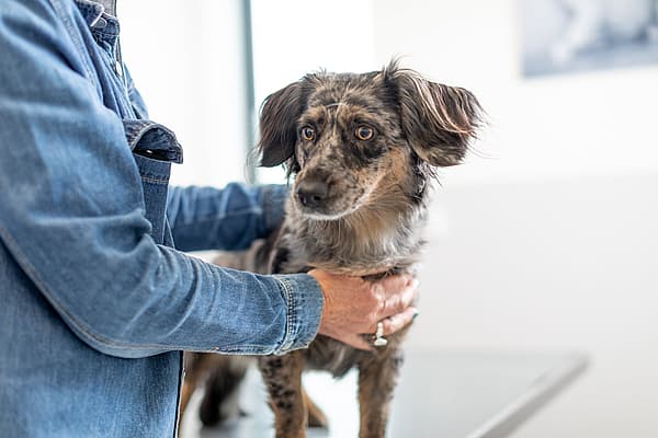 En person klappar på en hund som står och tittar bort.