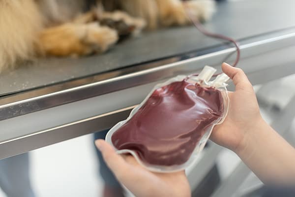 Veterinär håller i en blodpåse som kommer från en blodgivarhund.
