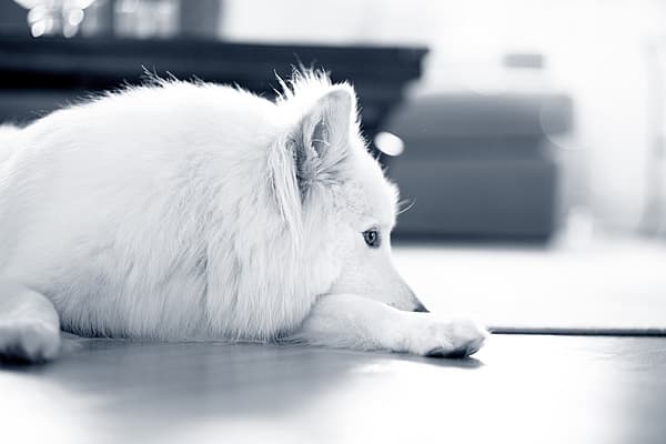 En vit fluffig hund ligger på golvet och vilar huvudet på ett av sina främre ben.