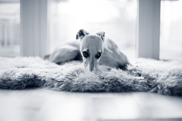 En Italian Greyhound ligger på golvet och gömmer nosen i en matta.