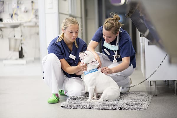Två kvinnor i skrubbar som klappar en hund.