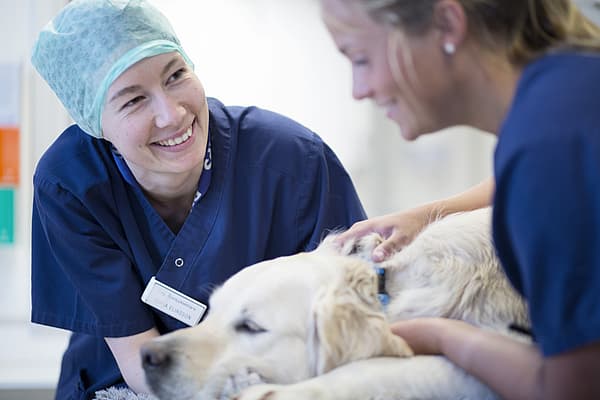 En ljushårig hund ligger ner och två veterinärer klappar på den och ler.