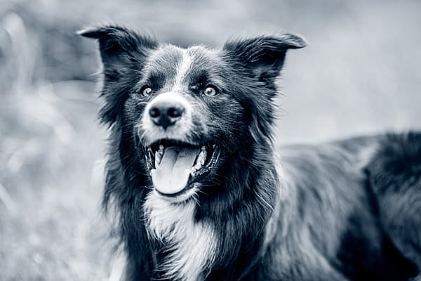 En glad svartvit hund i gräset.