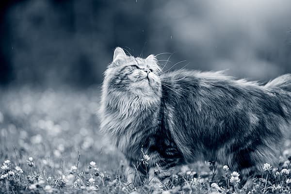 En långhårig, mörk katt promenerar ute i naturen bland blommorna och kollar uppåt.