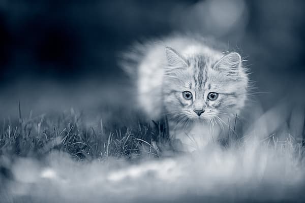 Kattunge smyger ute i naturen.