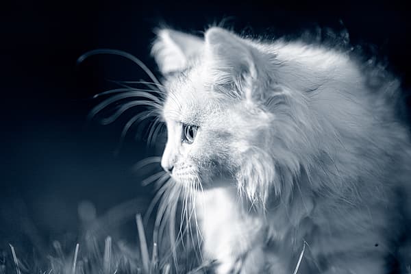 En vit långhårig katt står i profil på utomhusmiljö. Bilden är i svartvitt.
