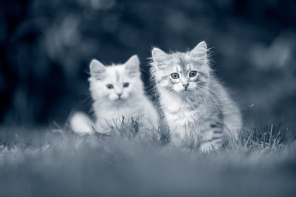 Två små kattungar står på en gräsmatta. En av kattungarna är ljusgrå med mörkare ränder och den andra är vit. Den gråa kattungen står lite längre fram och är i fokus medan den vita står lite längre bak. Bilden är i svartvitt.