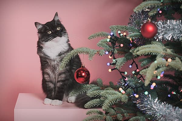 En katt står vid en julgran.