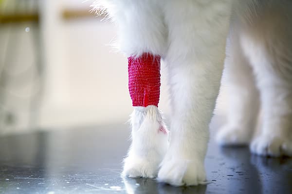 Närbild på en vit katts ben. En av frambenen har ett rött bandage lindat runt sig.