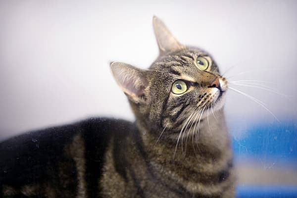 En grå katt med svarta ränder och gröna ögon tittar upp.