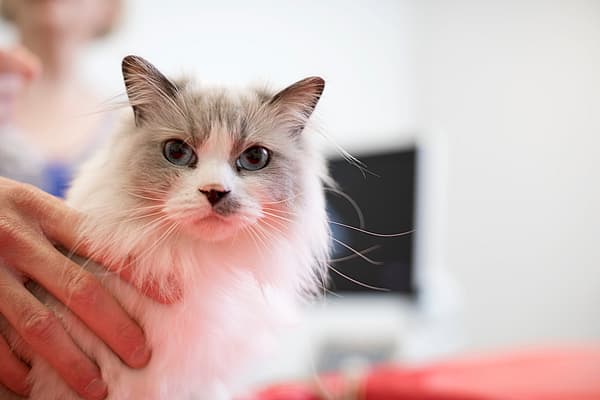 En långhårig vit katt med blåa ögon, långt morrhår och en svart fläck på nosen.